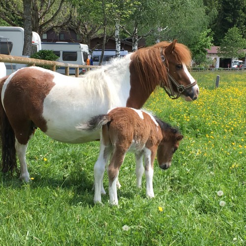 Paard met veulen in de zomer